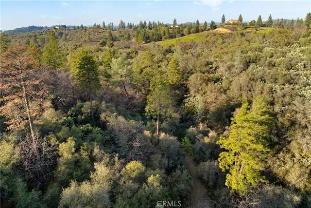 a view of a forest with trees in the background