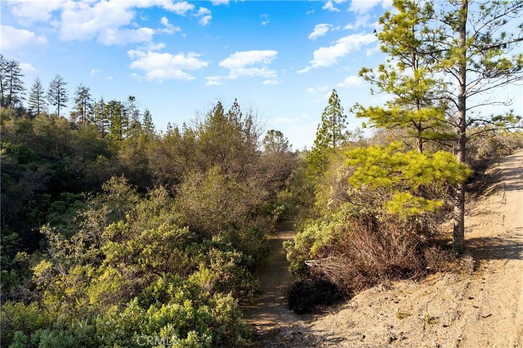 1 Ridge View Circle Sutter Creek, CA 95685 - Photo 18 of 25 a view of a yard with trees