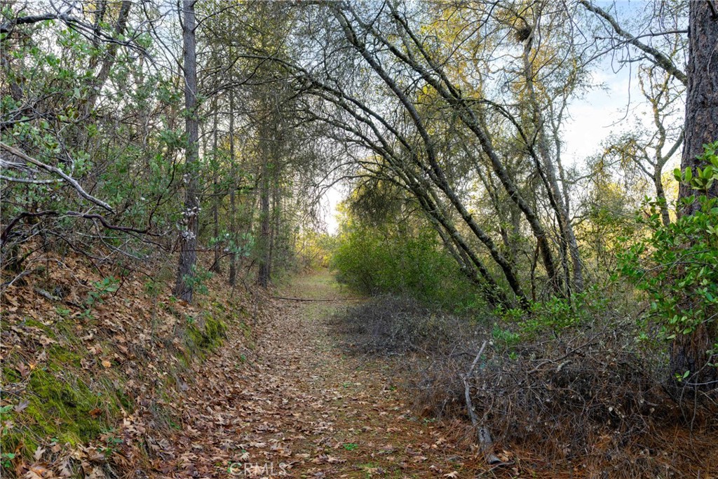 1 Ridge View Circle Sutter Creek, CA 95685 - Photo 21 of 25 a view of a forest with trees in the background