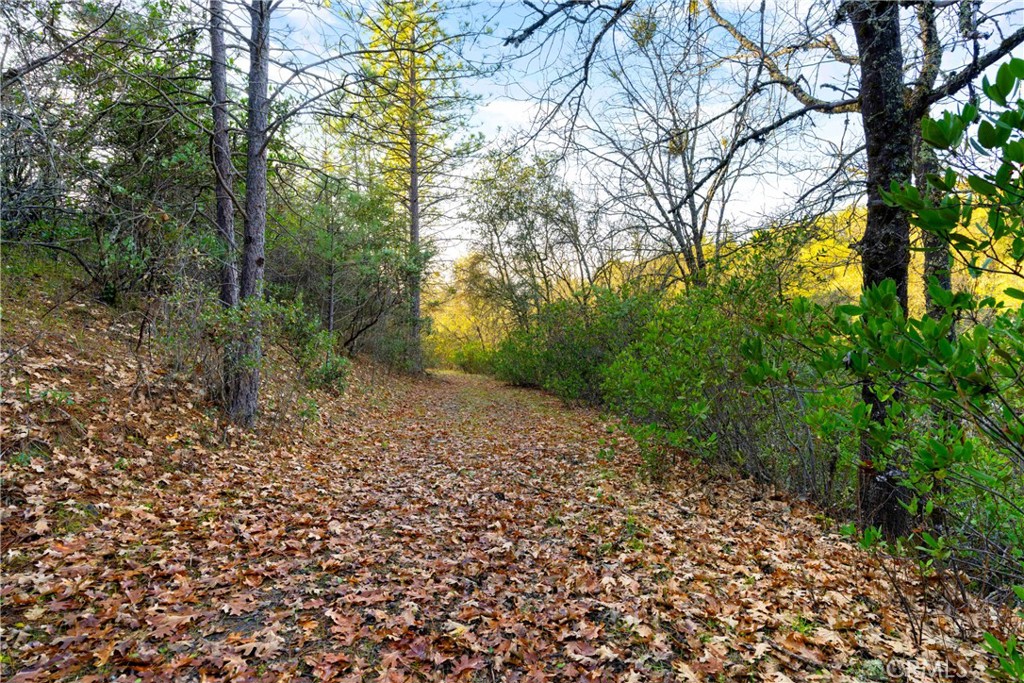 1 Ridge View Circle Sutter Creek, CA 95685 - Photo 5 of 25 a big yard with lots of green space and plants