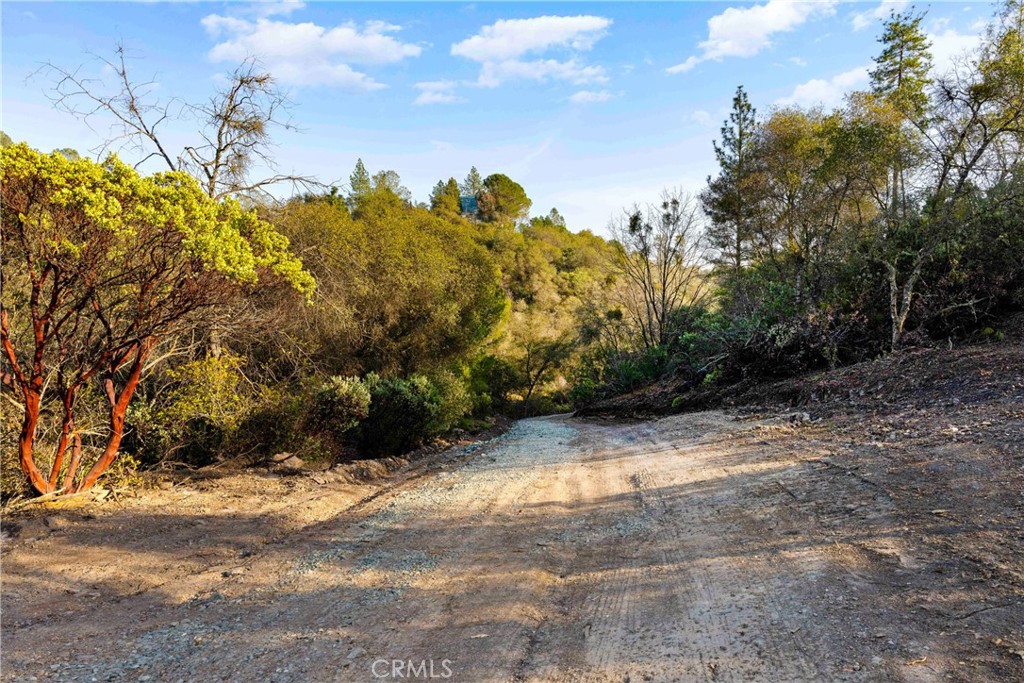 1 Ridge View Circle Sutter Creek, CA 95685 - Photo 6 of 25 a view of a yard with plants and trees