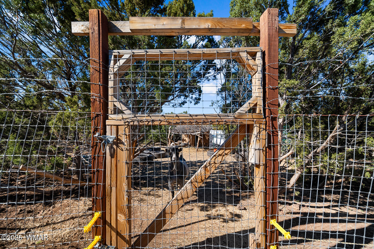 32-34 County Road Concho, AZ 85924 - Photo 45 of 72 Animal Pen with Playful Goat