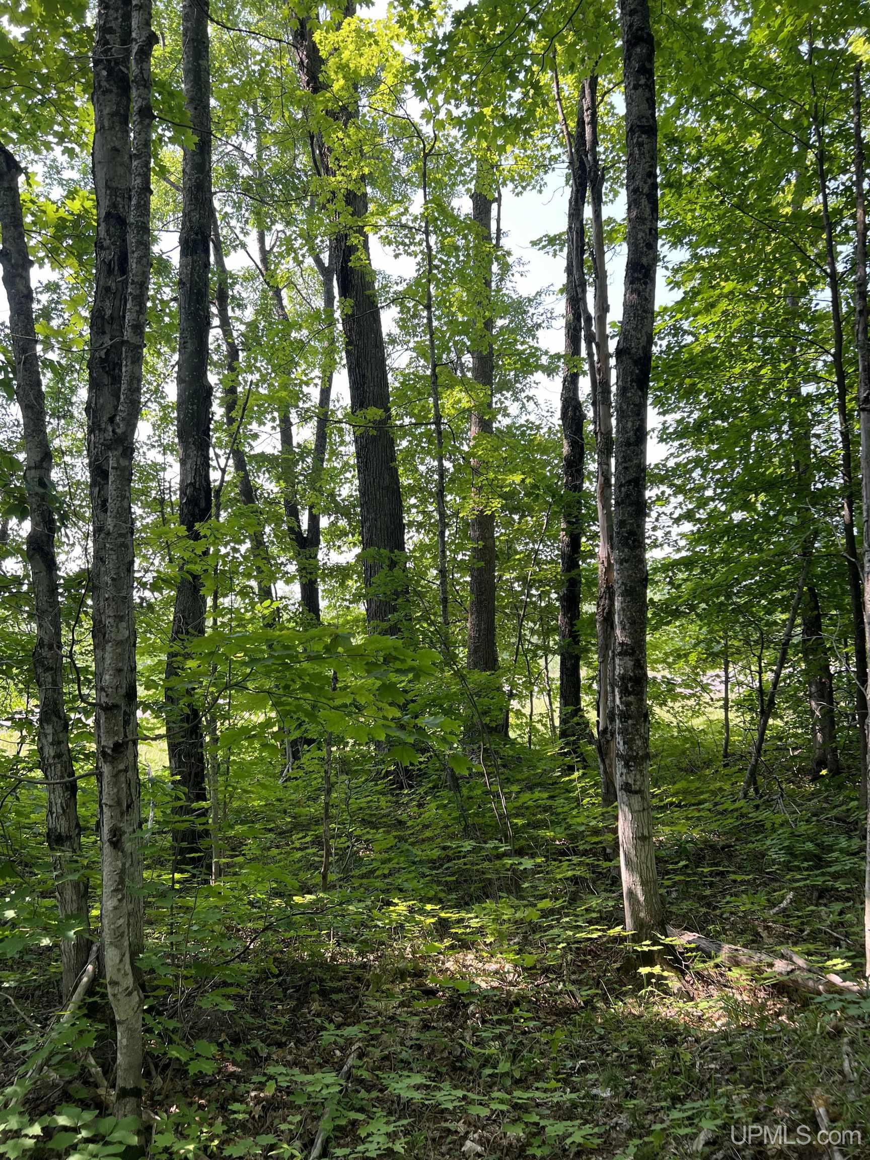 Tbd Misery Bay Road Toivola, MI 49965 - Photo 14 of 16 Gallery Image 14