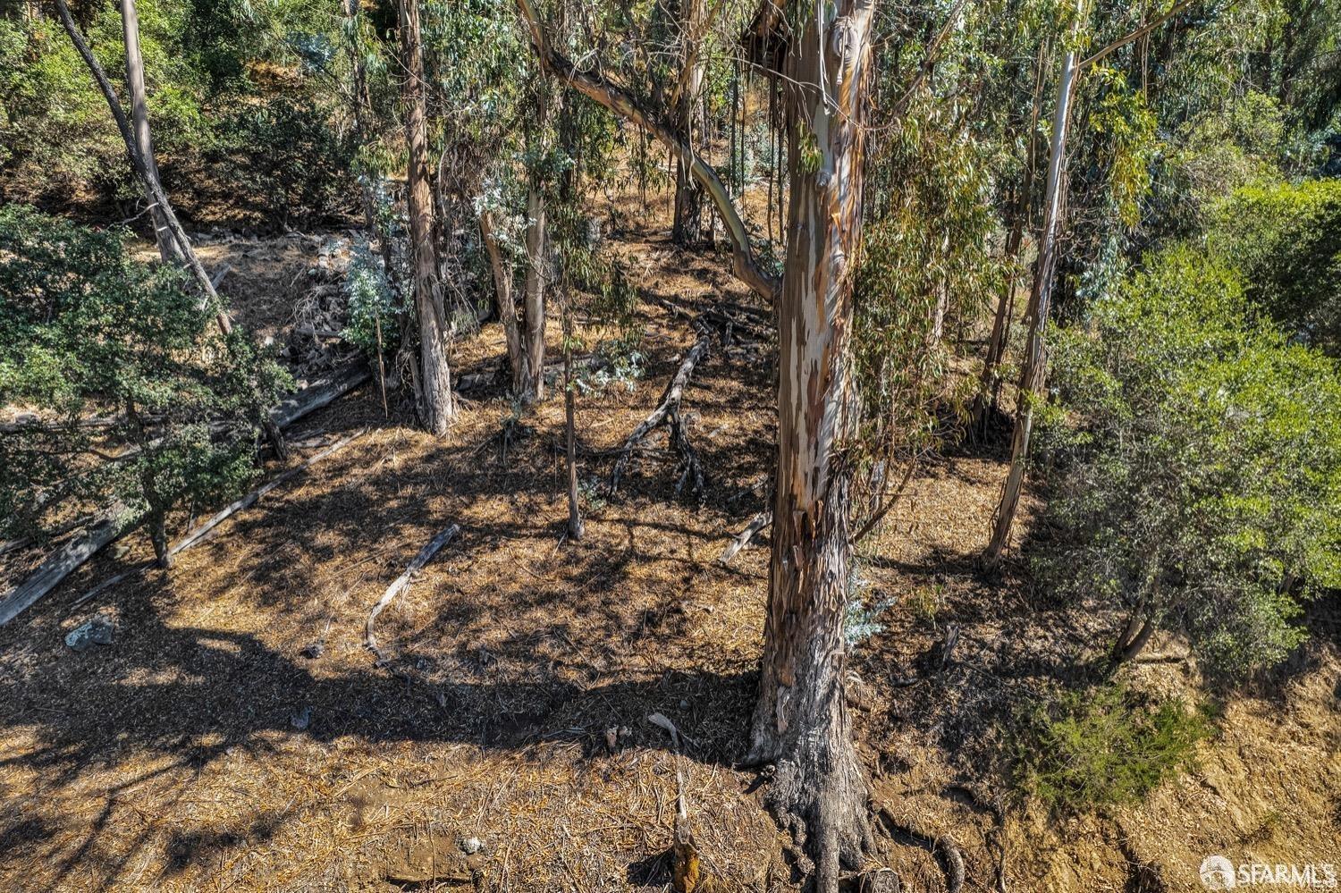 a view of a yard with trees