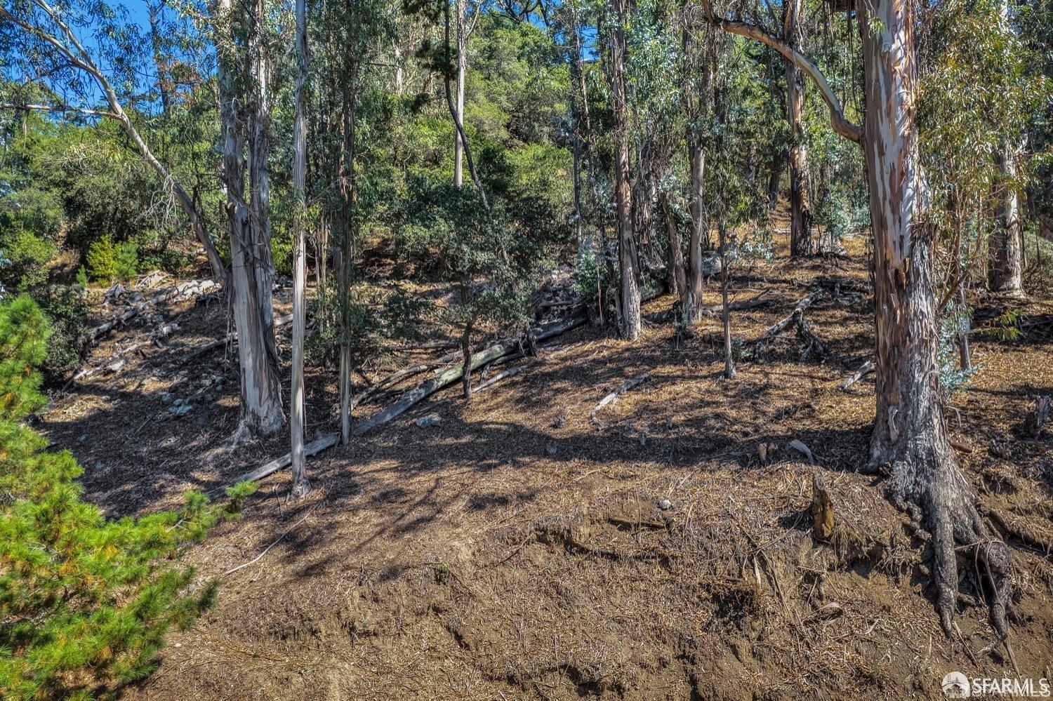 0 2 Ascot Drive Oakland, CA 94611 - Photo 11 of 28 a view of a forest filled with trees