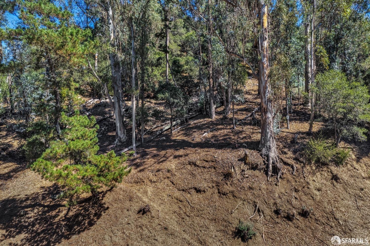 0 2 Ascot Drive Oakland, CA 94611 - Photo 12 of 28 a view of a forest with trees