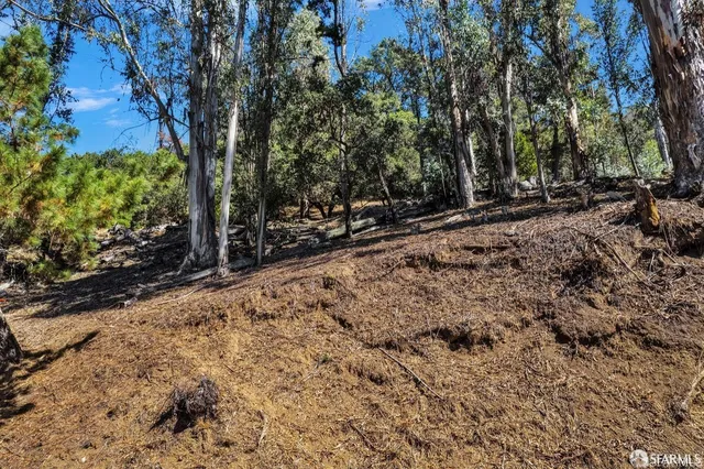 a view of a forest with trees