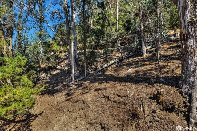 a view of a forest filled with trees