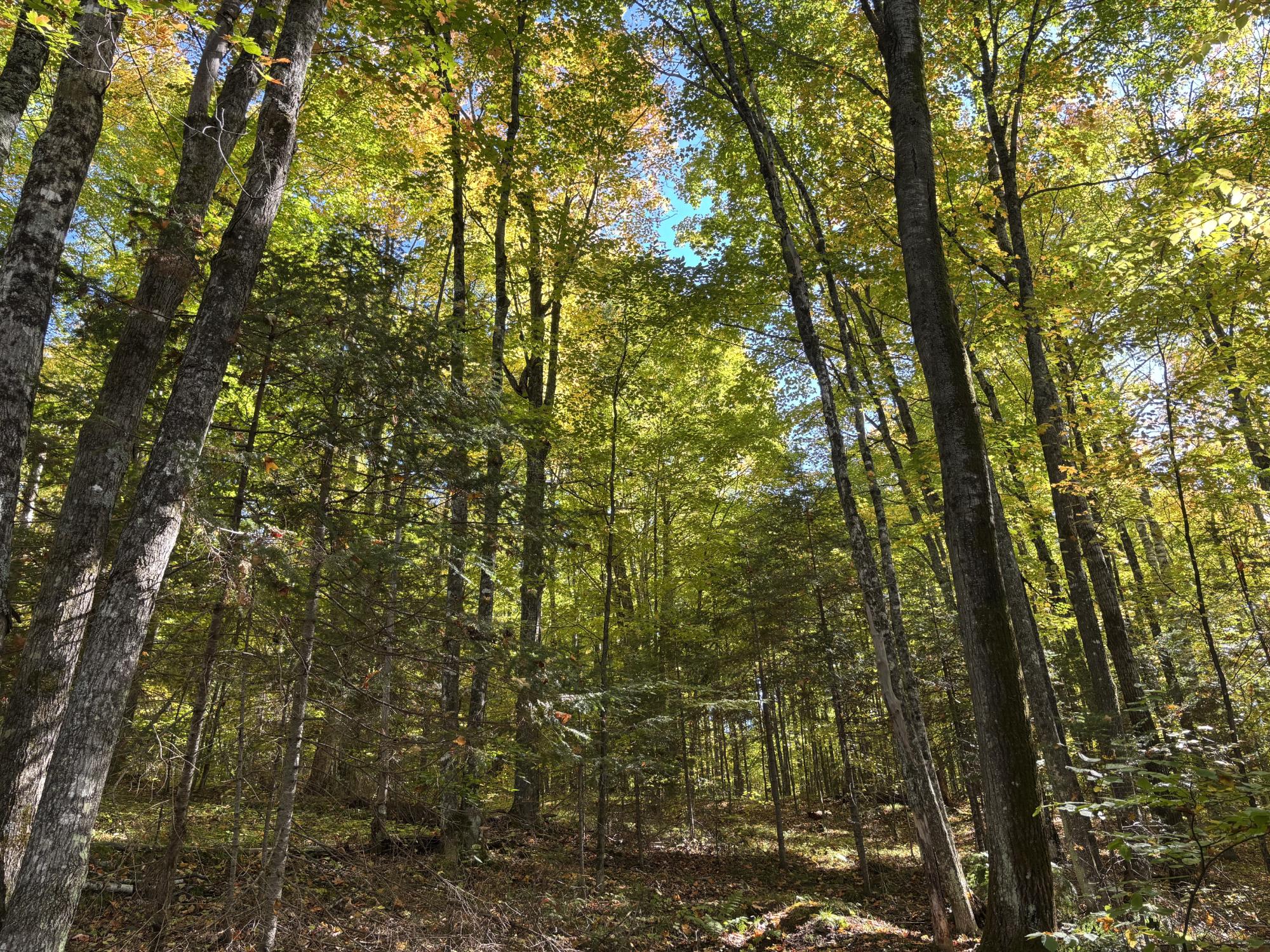 Lot 21 Nicolet Shores Road Phelps, WI 54554 - Photo 13 of 16 Gallery Image 13