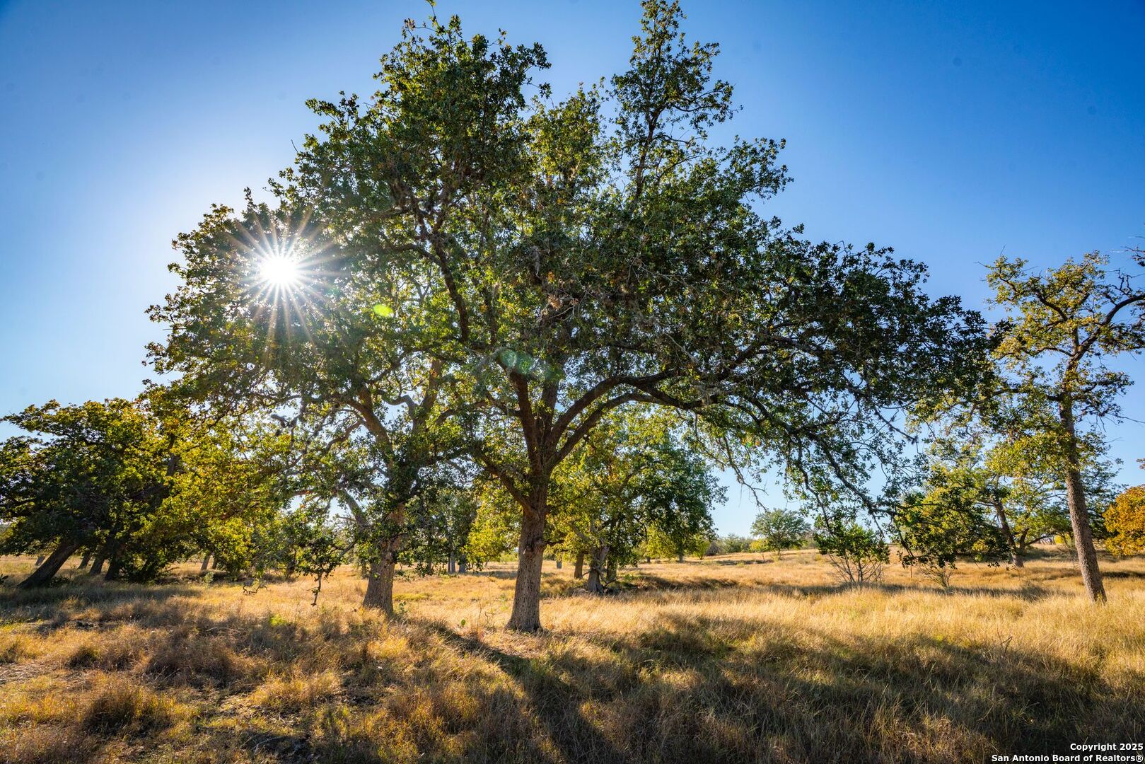 740 Optimist Way Bandera, TX 78003 - Photo 22 of 40 a view of yard and trees