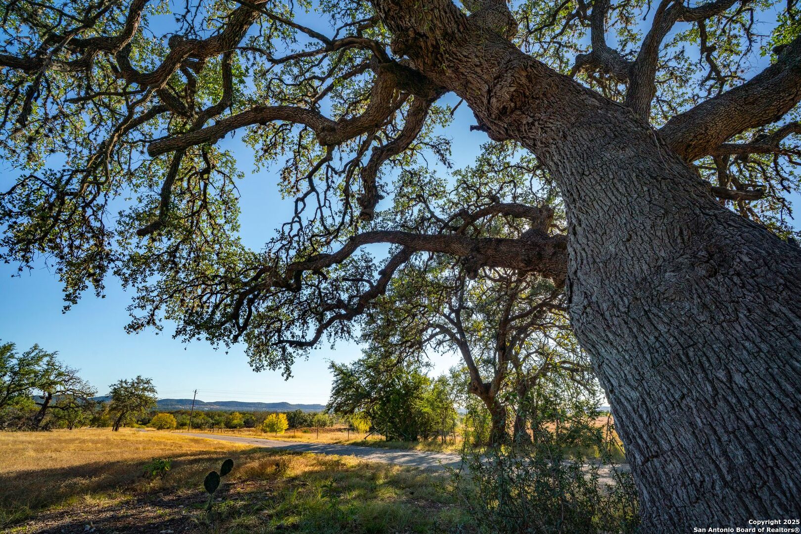 740 Optimist Way Bandera, TX 78003 - Photo 29 of 40 a view of a yard with a tree