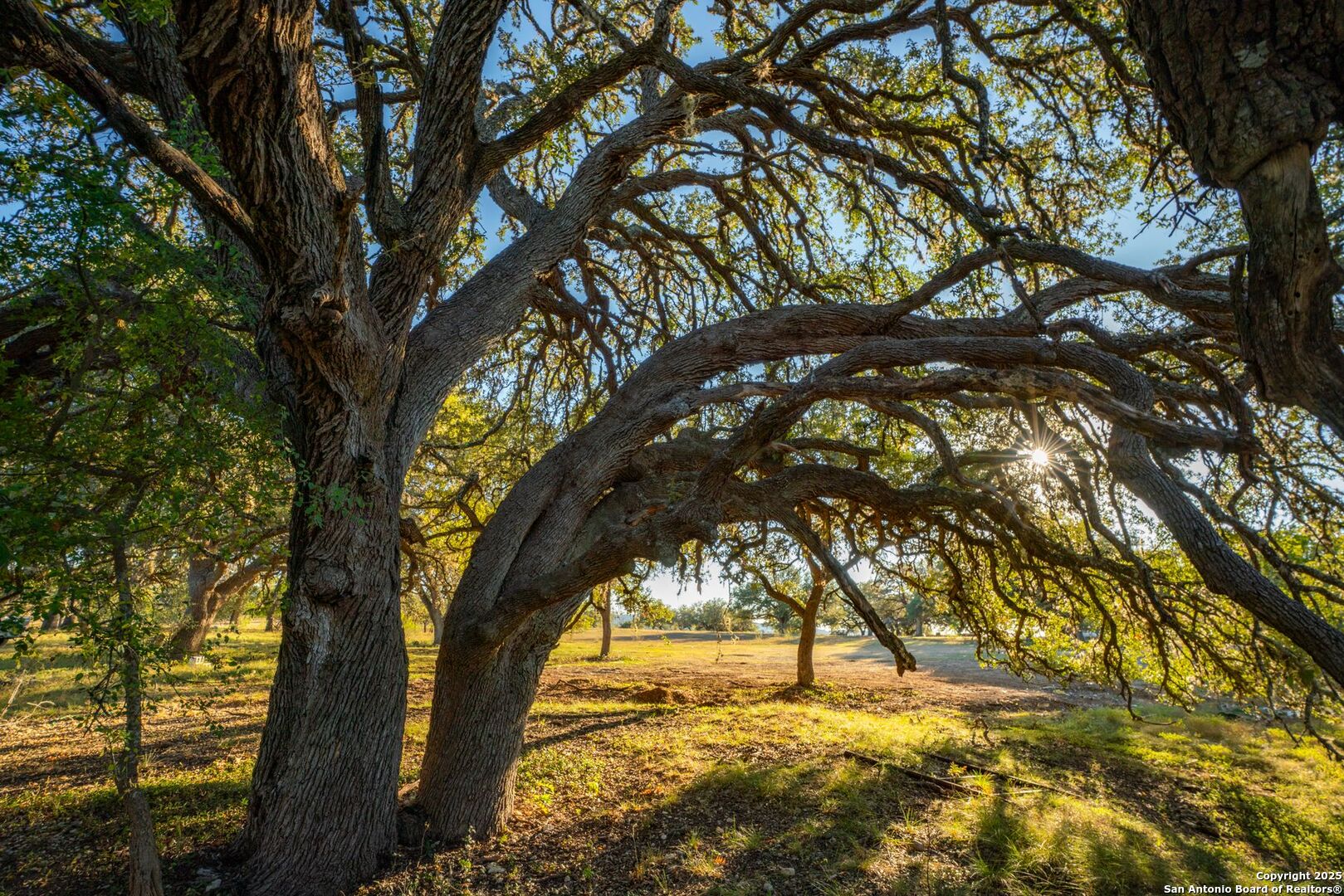 740 Optimist Way Bandera, TX 78003 - Photo 31 of 40 a view of yard with trees