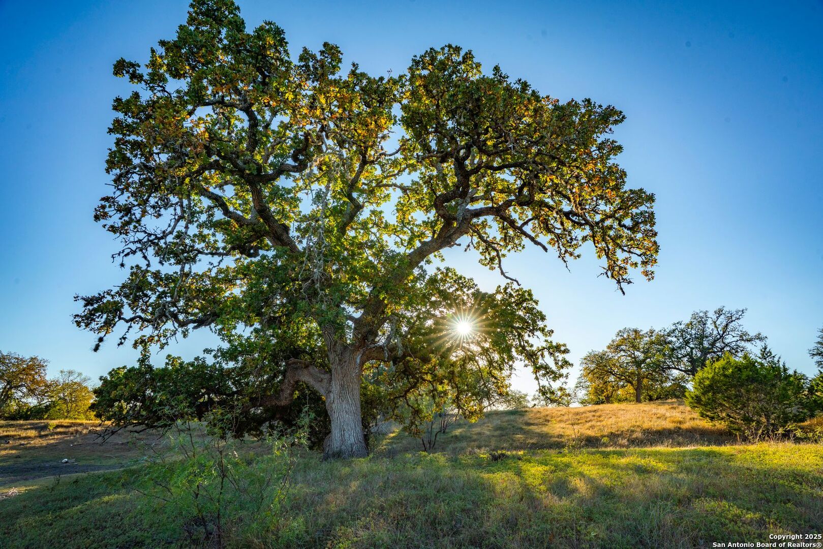 740 Optimist Way Bandera, TX 78003 - Photo 32 of 40 a view of a field with a tree