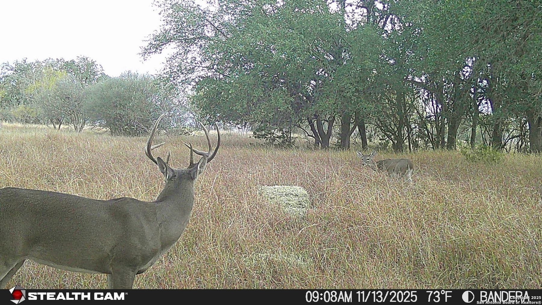 740 Optimist Way Bandera, TX 78003 - Photo 37 of 40 a view of a yard with large trees