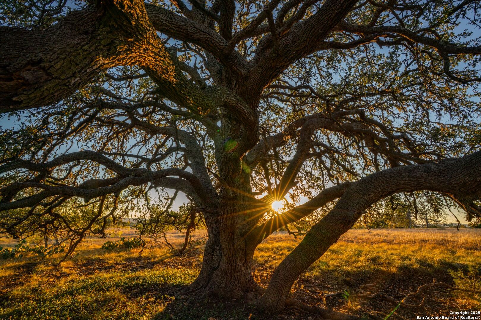 740 Optimist Way Bandera, TX 78003 - Photo 7 of 40 a view of tree next to a yard