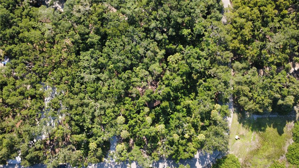 4632 Stone Ridge Trail Sarasota, FL 34232 - Photo 7 of 15 a view of a forest with a tree