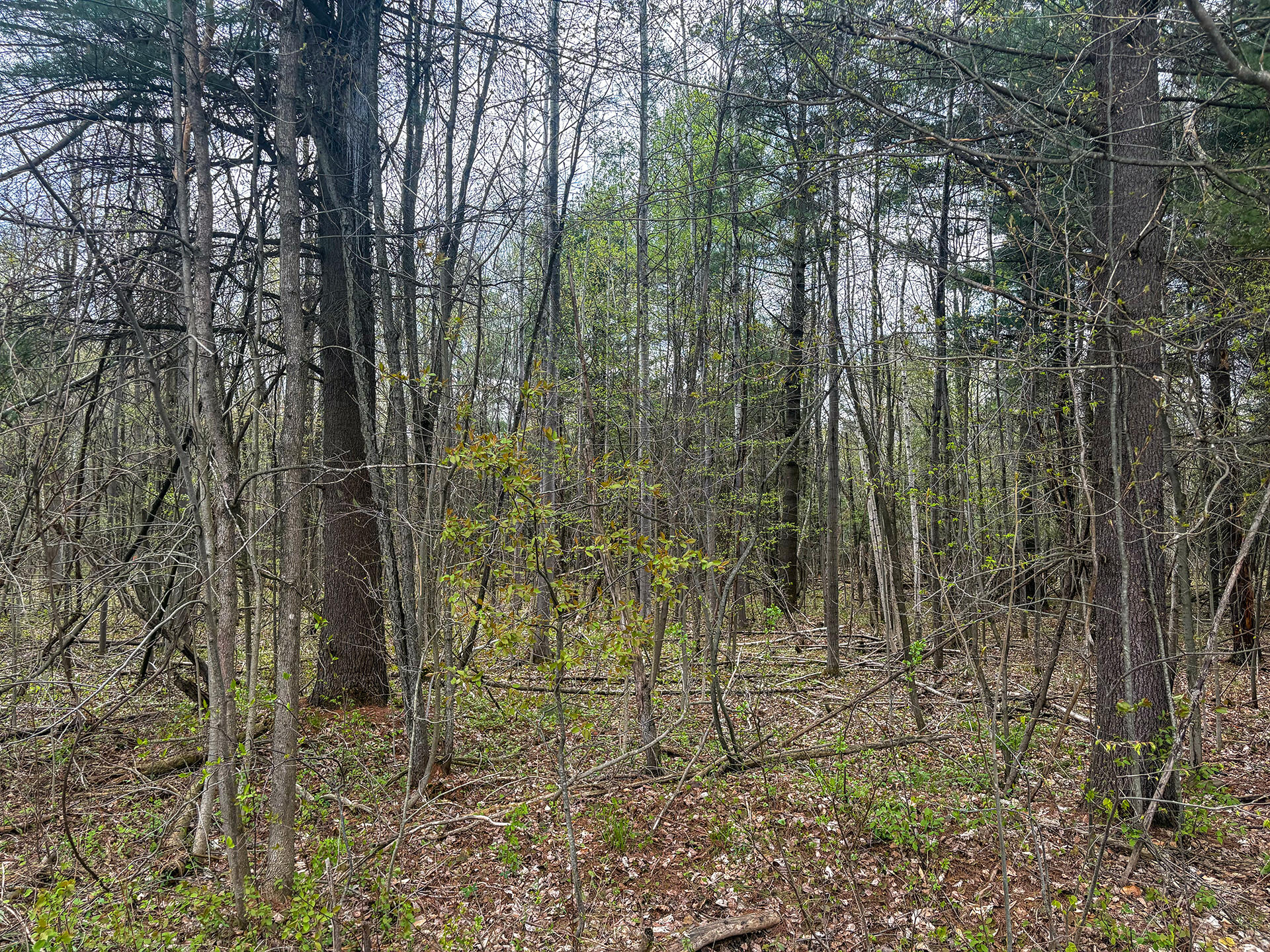 0 Callahan Road Burke, NY 12917 - Photo 2 of 14