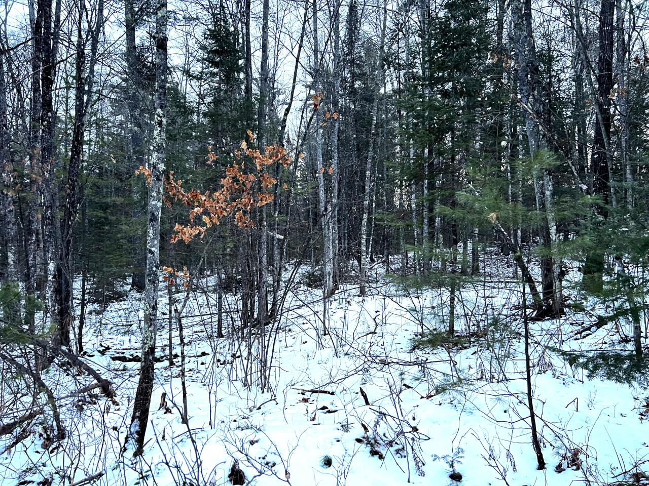 2725 Dam Road Eagle River, WI 54521 - Photo 12 of 16 Gallery Image 12
