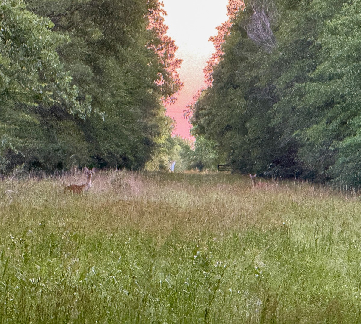 0 Fm 230 Trinity, TX 75862 - Photo 19 of 19