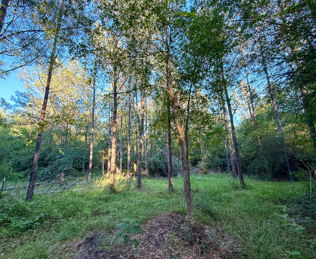 0 Fm 230 Trinity, TX 75862 - Photo 9 of 19