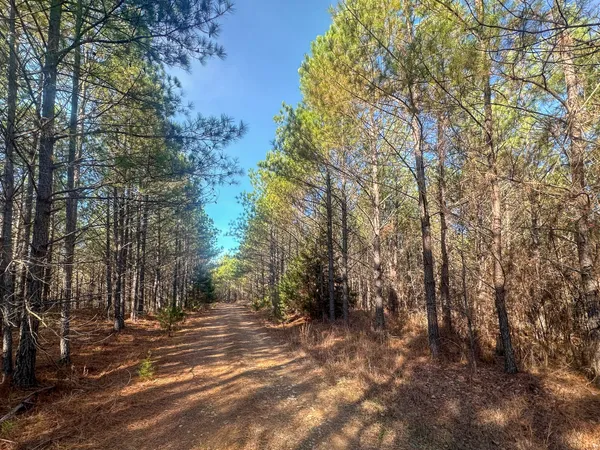 a view of a forest with trees on both side