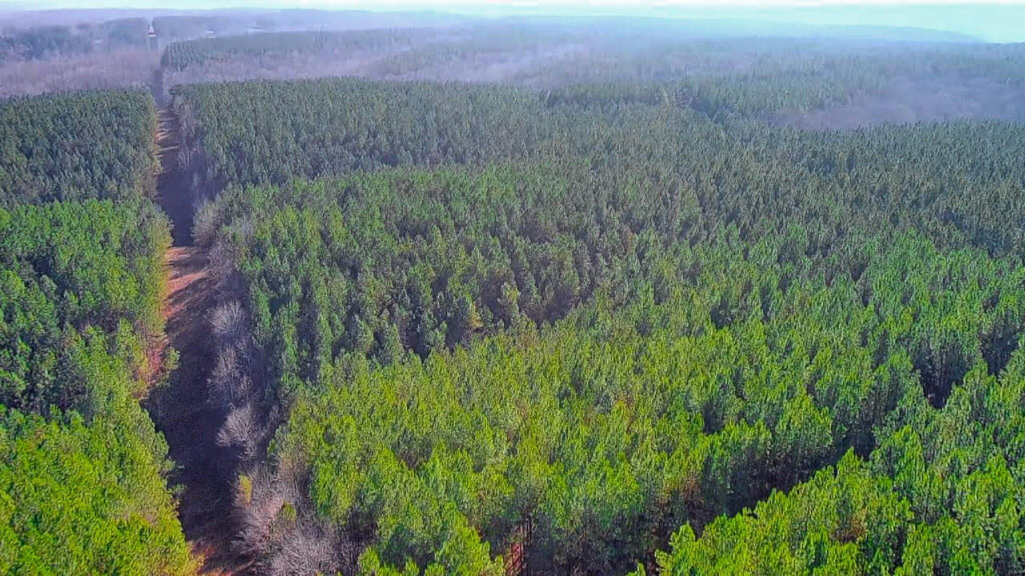 0 Indian Creek Road Hohenwald, TN 38462 - Photo 12 of 15 a view of a lush green field with a tree in the background