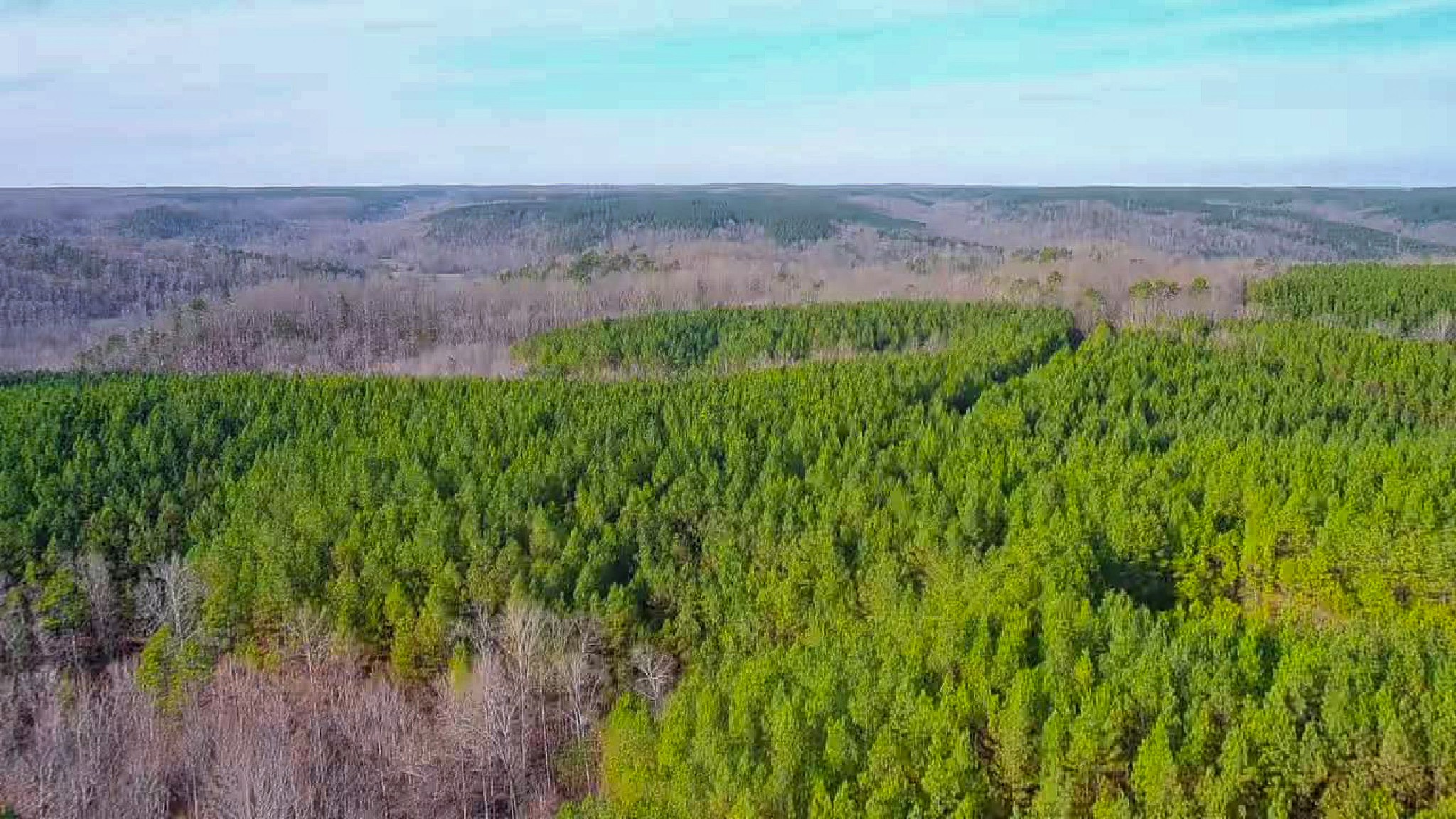0 Indian Creek Road Hohenwald, TN 38462 - Photo 15 of 15 a view of a lush green field with lots of plants in it