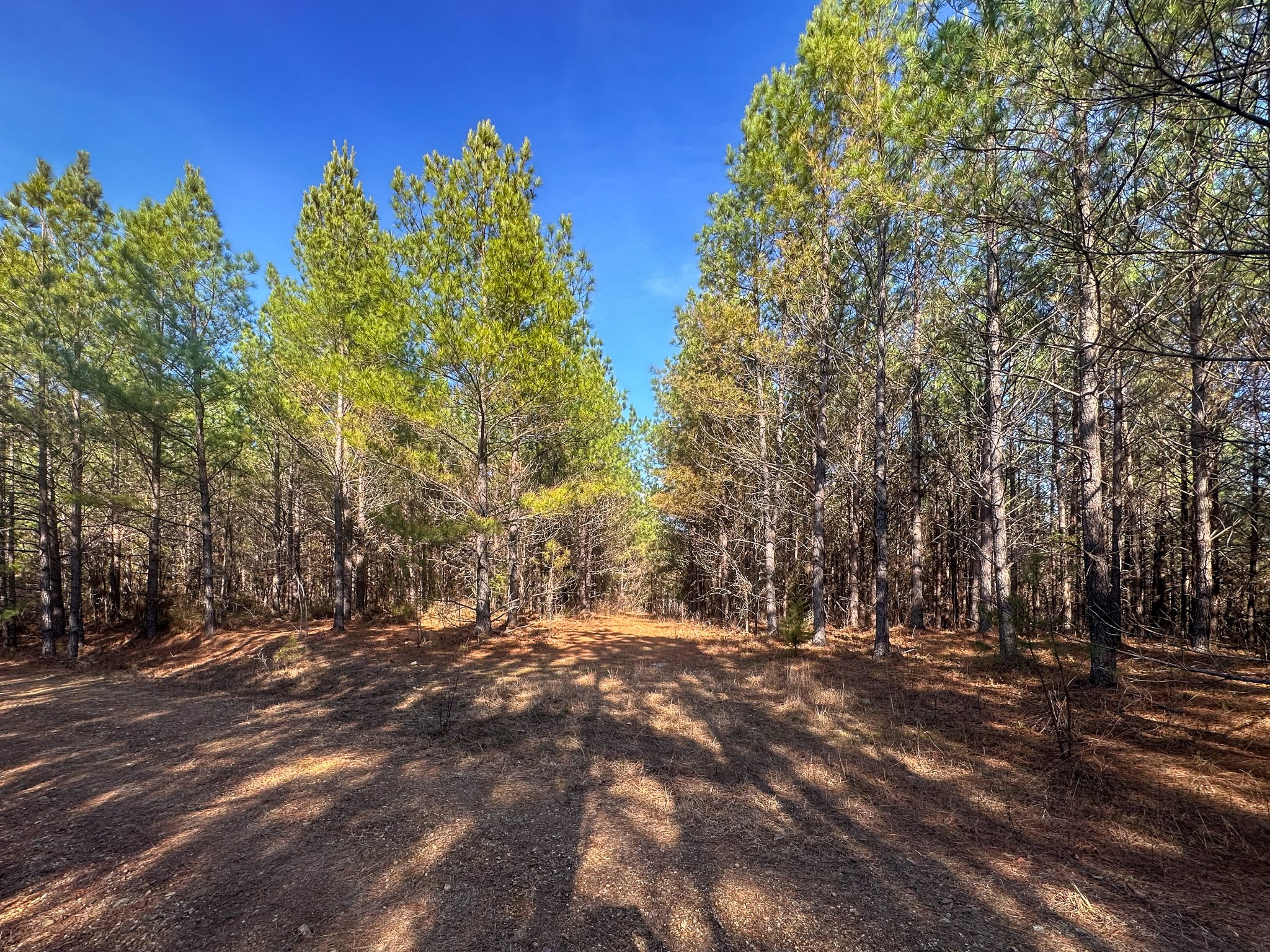 0 Indian Creek Road Hohenwald, TN 38462 - Photo 2 of 15 a view of outdoor space with trees