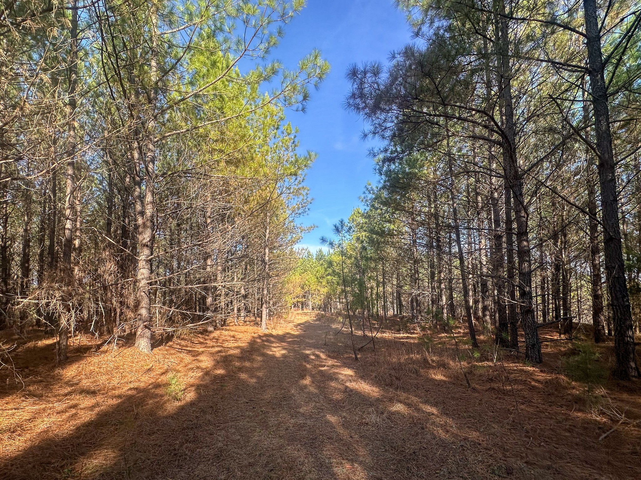 0 Indian Creek Road Hohenwald, TN 38462 - Photo 3 of 15 a view of a yard with trees