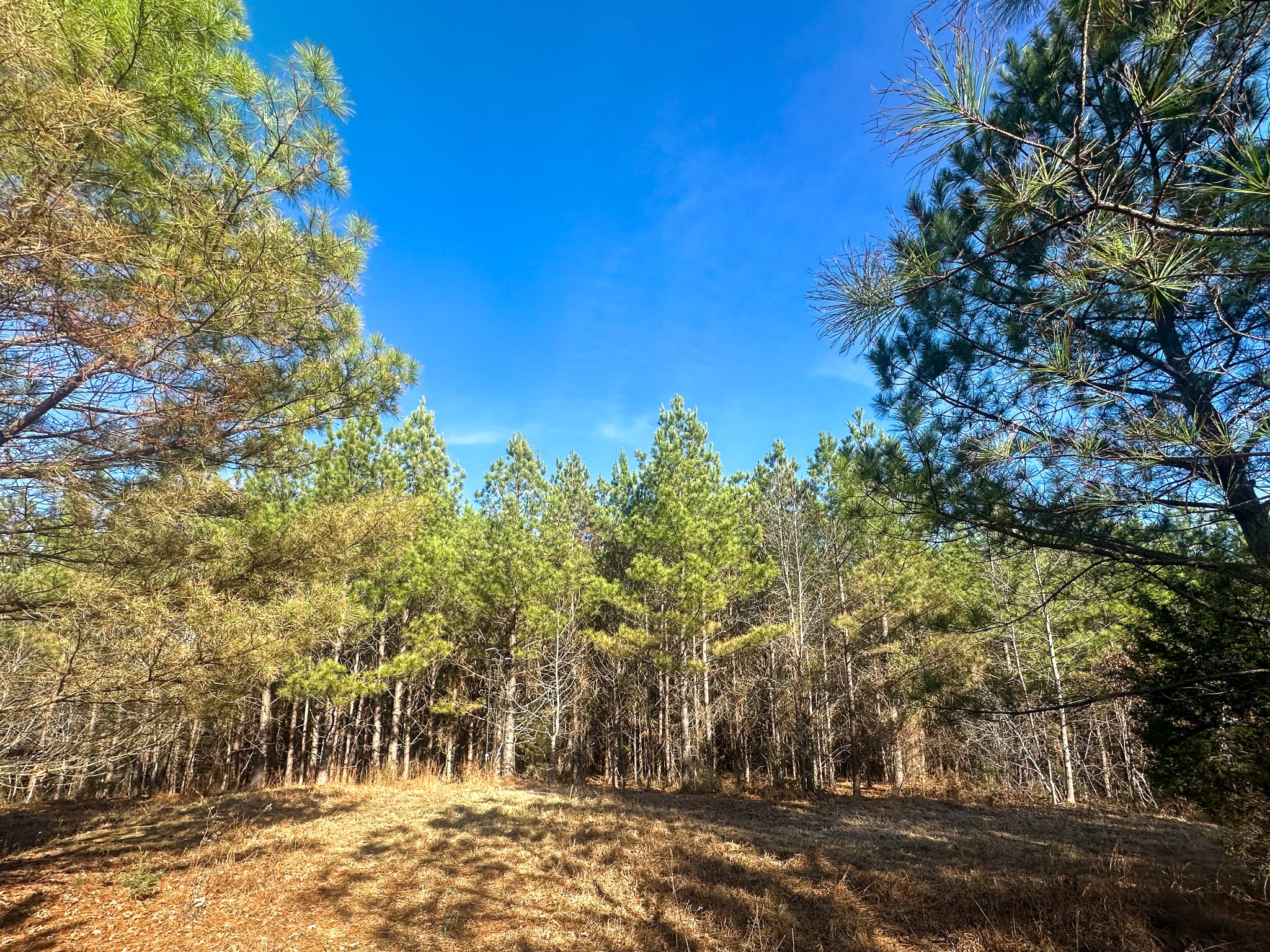 0 Indian Creek Road Hohenwald, TN 38462 - Photo 4 of 15 a view of a yard with plants and trees