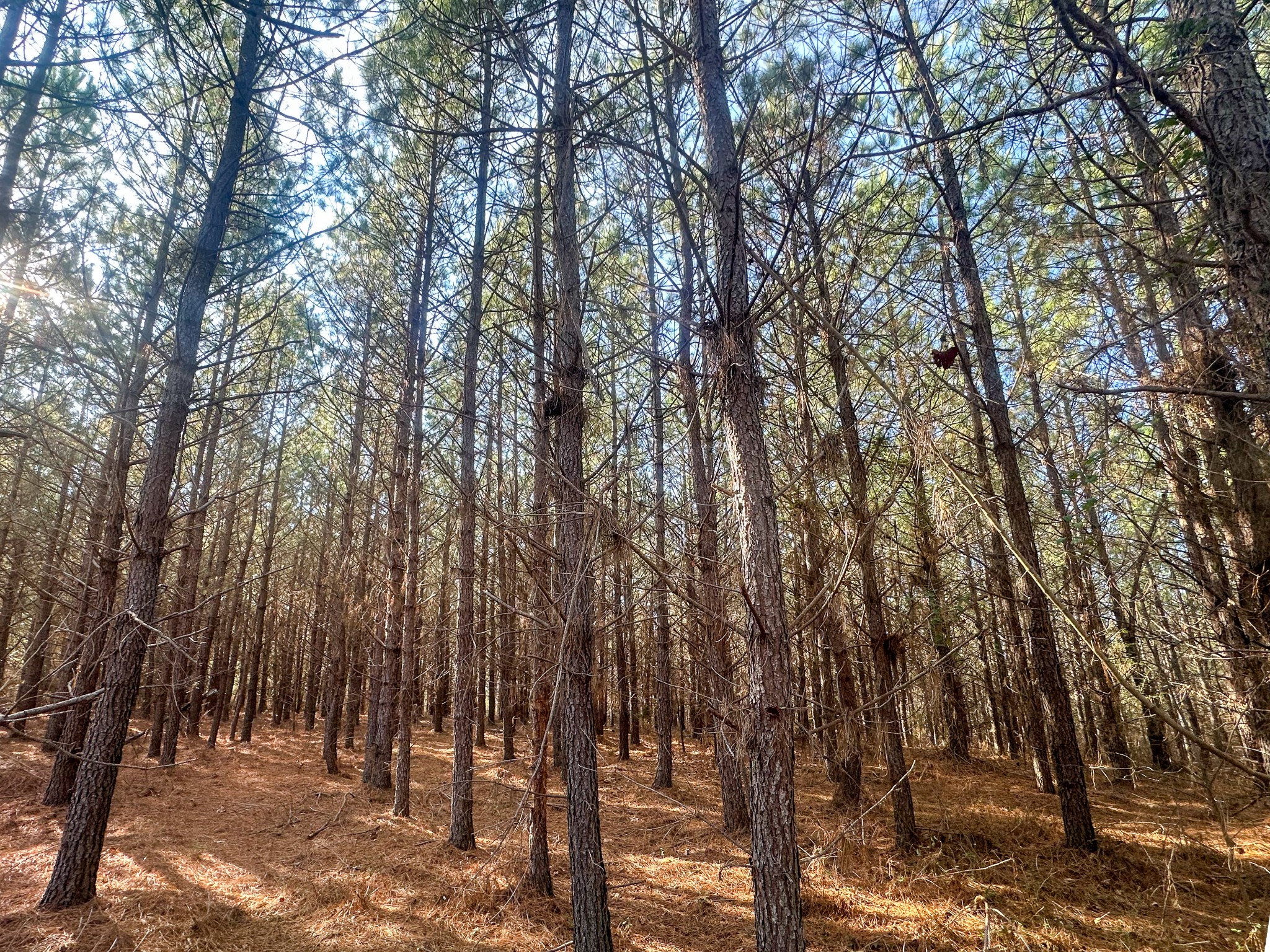 0 Indian Creek Road Hohenwald, TN 38462 - Photo 5 of 15 a view of outdoor space and yard