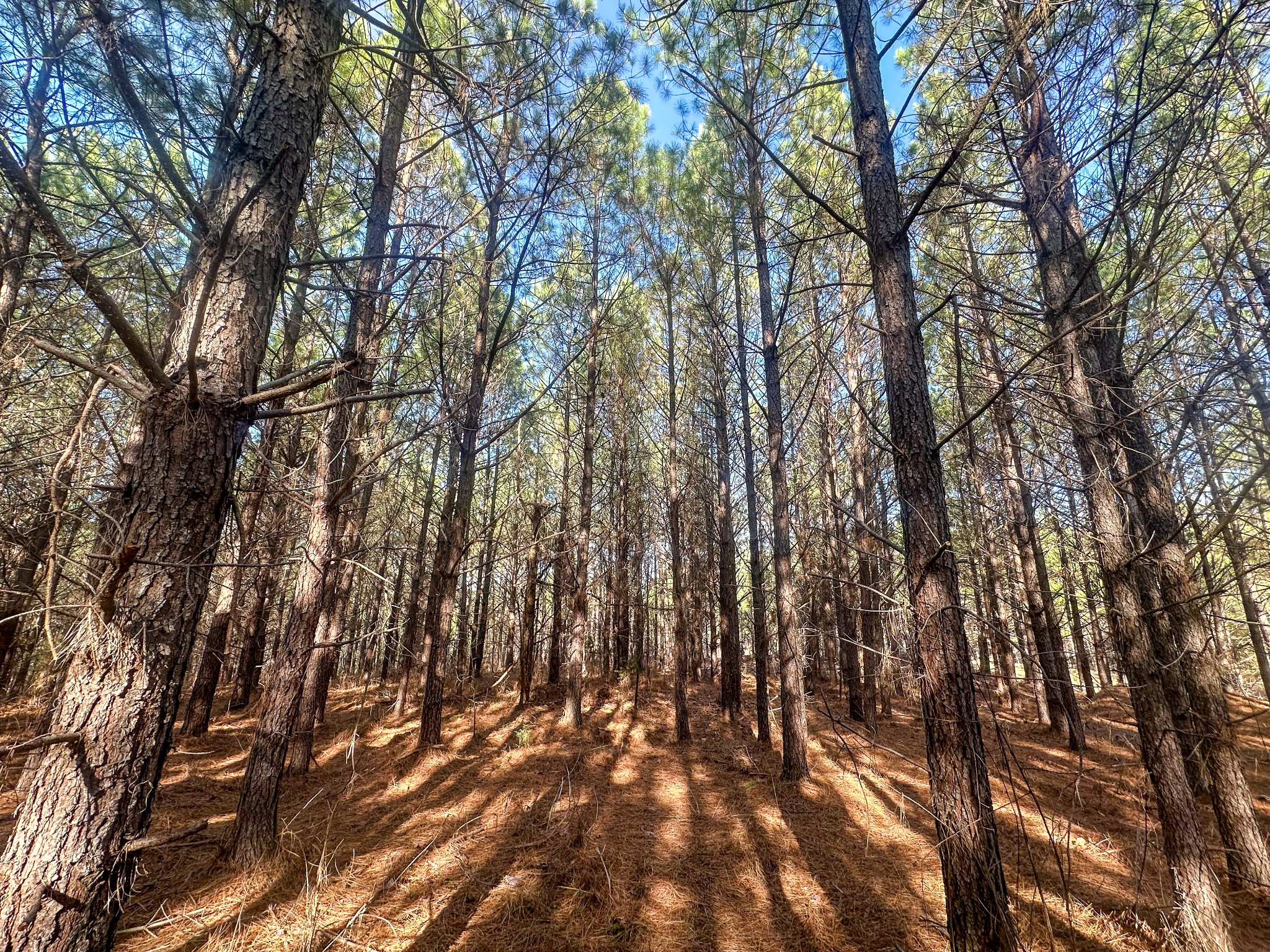 0 Indian Creek Road Hohenwald, TN 38462 - Photo 6 of 15