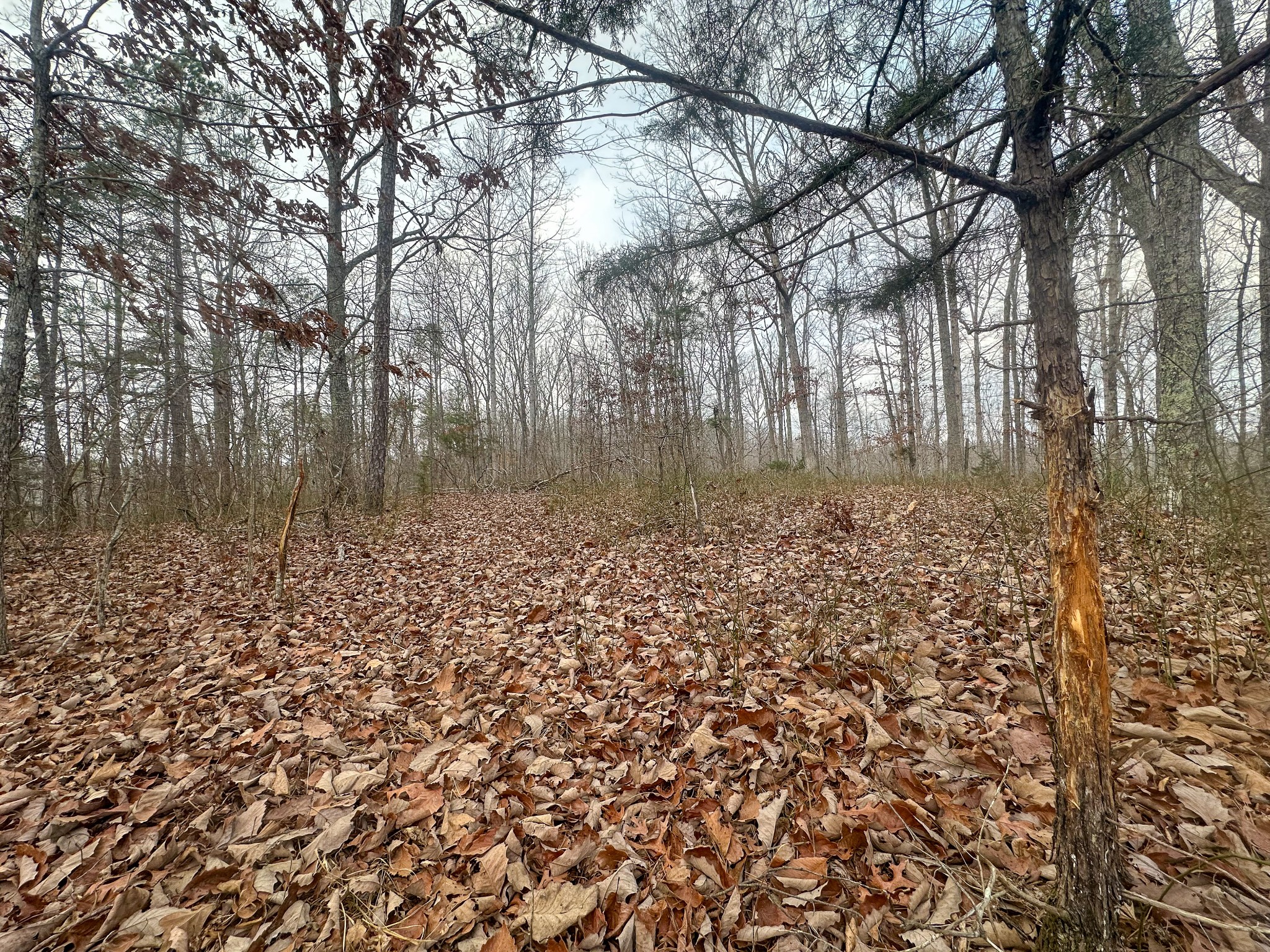0 Indian Creek Road Hohenwald, TN 38462 - Photo 7 of 15 a view of a lake with houses