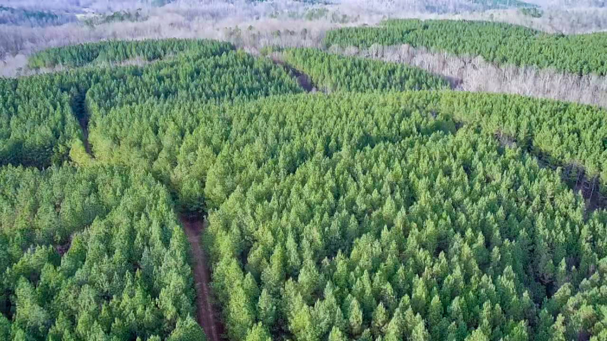 0 Indian Creek Road Hohenwald, TN 38462 - Photo 8 of 15 a view of a garden