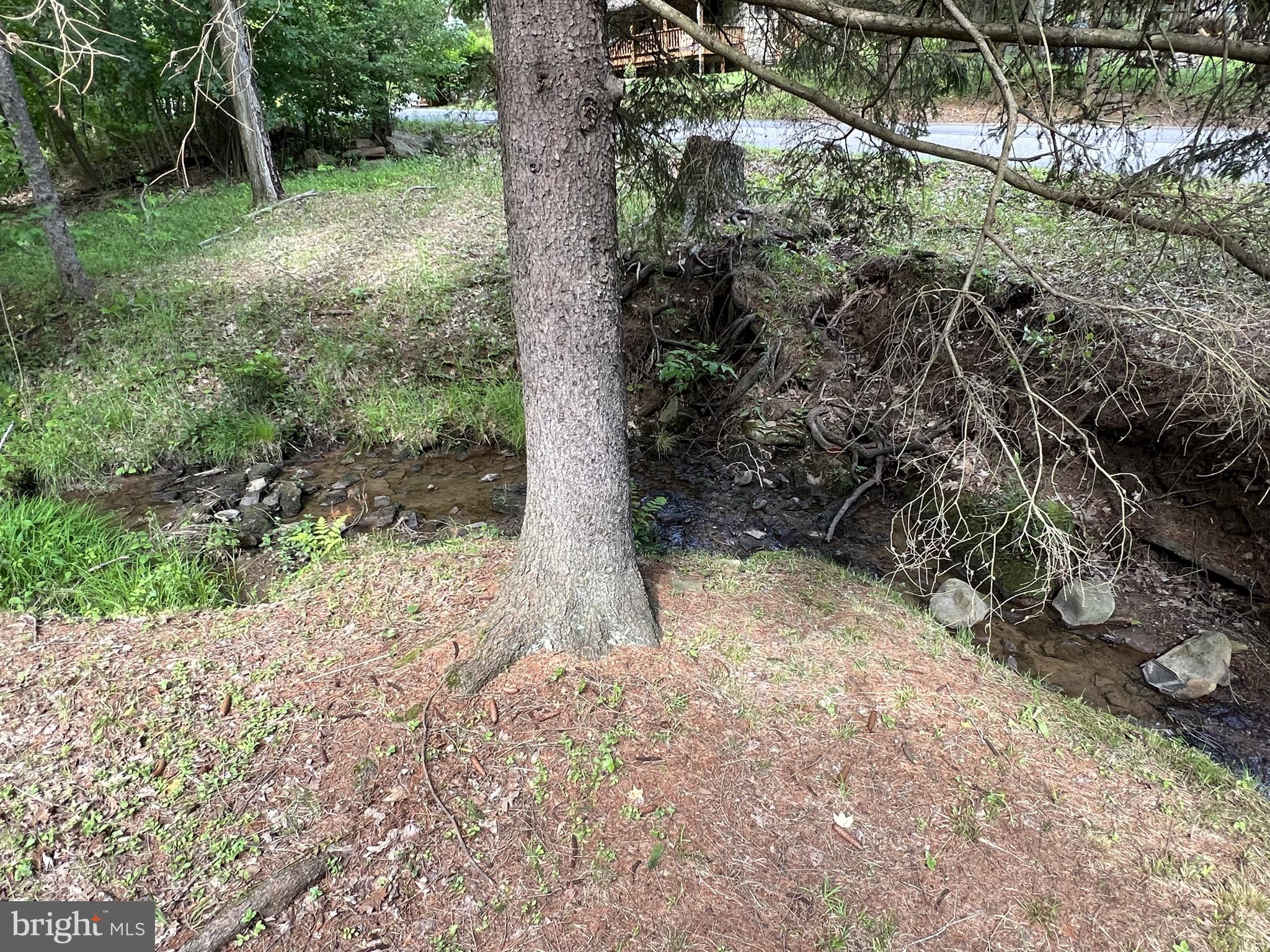 193 Gravelly Run Road McHenry, MD 21541 - Photo 49 of 57 a view of a yard with plants and a large tree