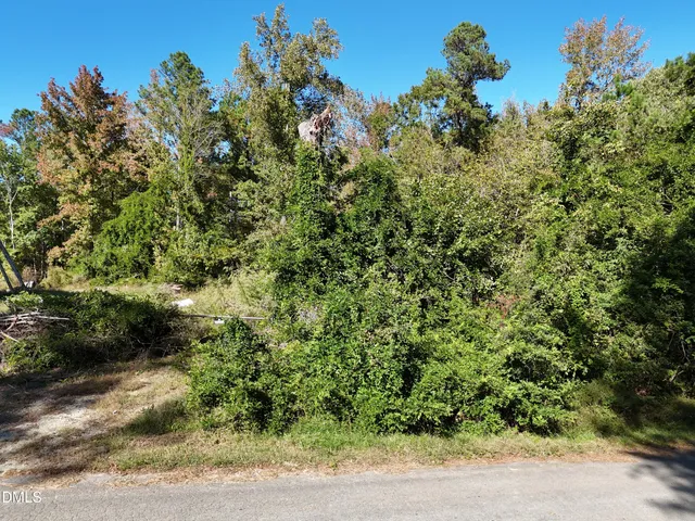 a view of a forest with a tree in the background