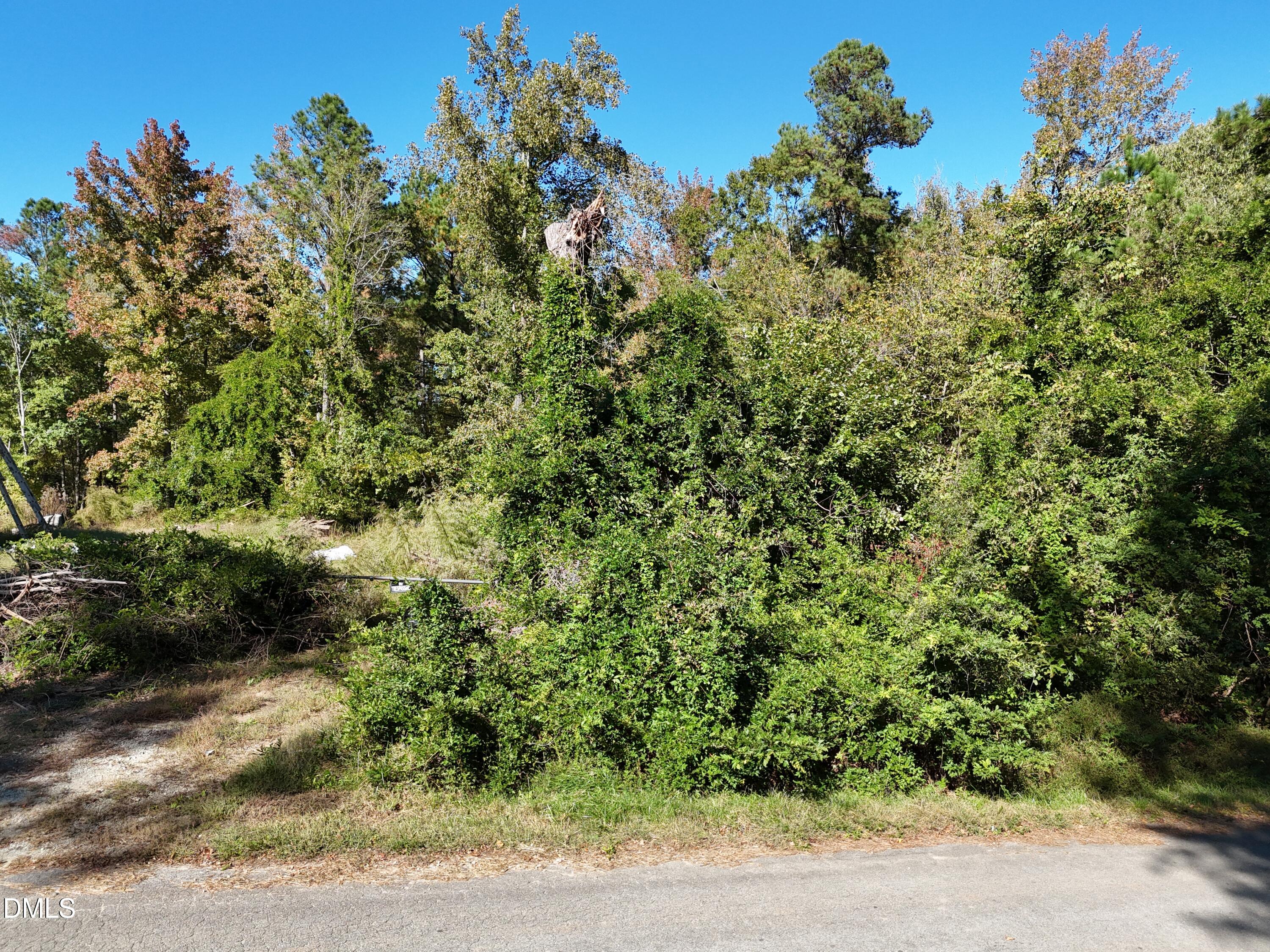 a view of a forest with a tree in the background
