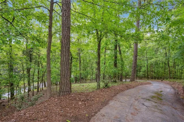 a view of a forest with trees in the background