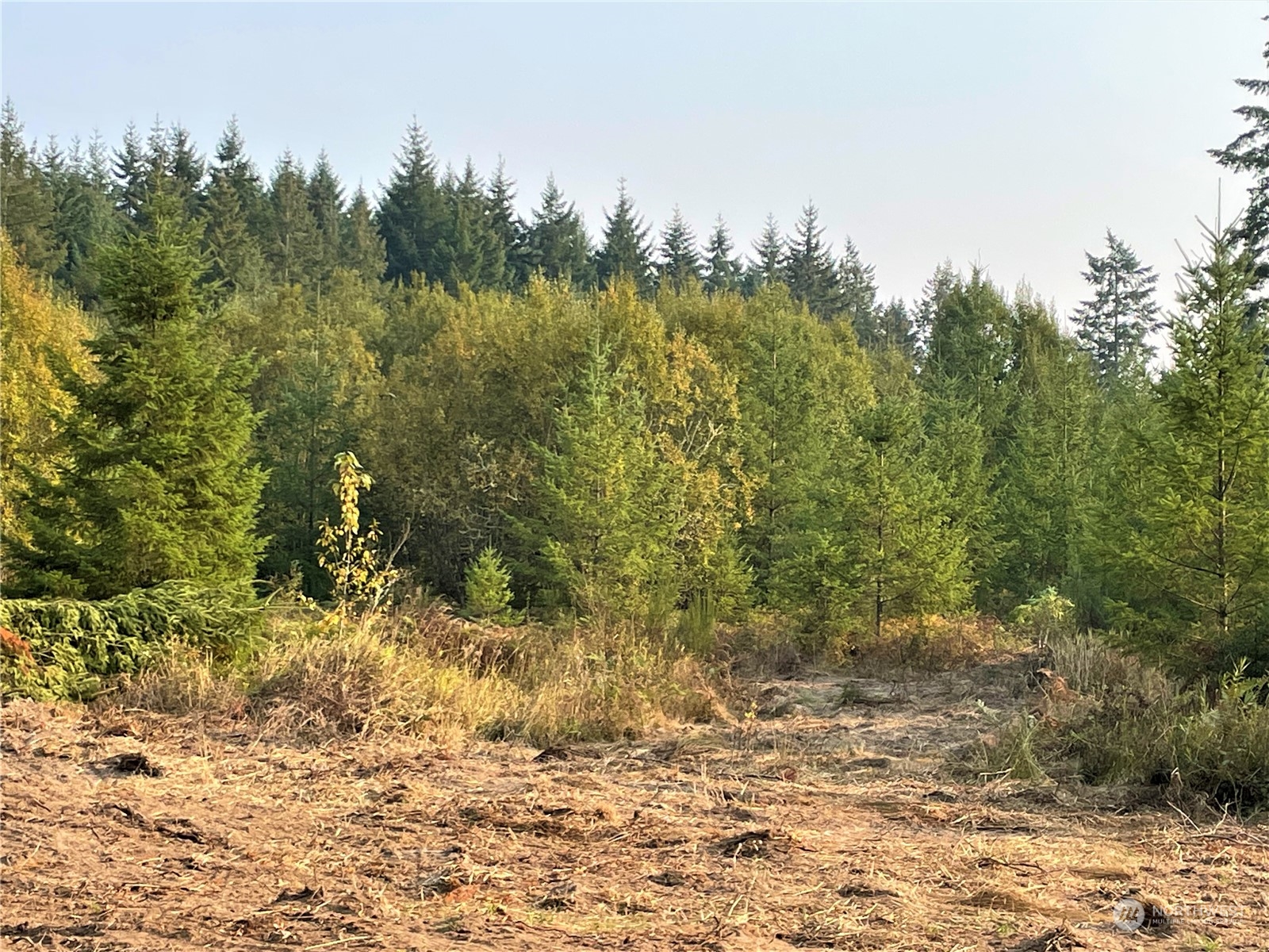 0 Skinner Road Winlock, WA 98596 - Photo 3 of 4 a view of a yard with trees