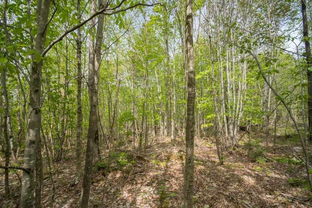Lot 5 Oak Mountain Road Springfield, ME 04487 - Photo 8 of 13 20181130142746144705000000-o