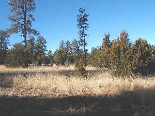 165 A Christmas Pine Road Overgaard, AZ 85933 - Photo 2 of 7