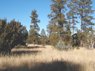 165 A Christmas Pine Road Overgaard, AZ 85933 - Photo 3 of 7