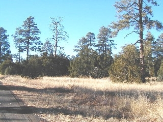 165 A Christmas Pine Road Overgaard, AZ 85933 - Photo 4 of 7