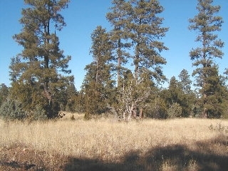 165 A Christmas Pine Road Overgaard, AZ 85933 - Photo 5 of 7
