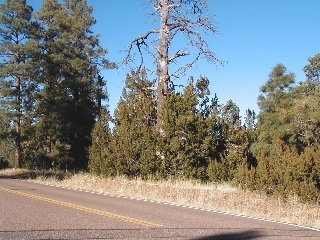 165 A Christmas Pine Road Overgaard, AZ 85933 - Photo 6 of 7
