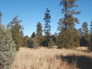 165 A Christmas Pine Road Overgaard, AZ 85933 - Photo 7 of 7