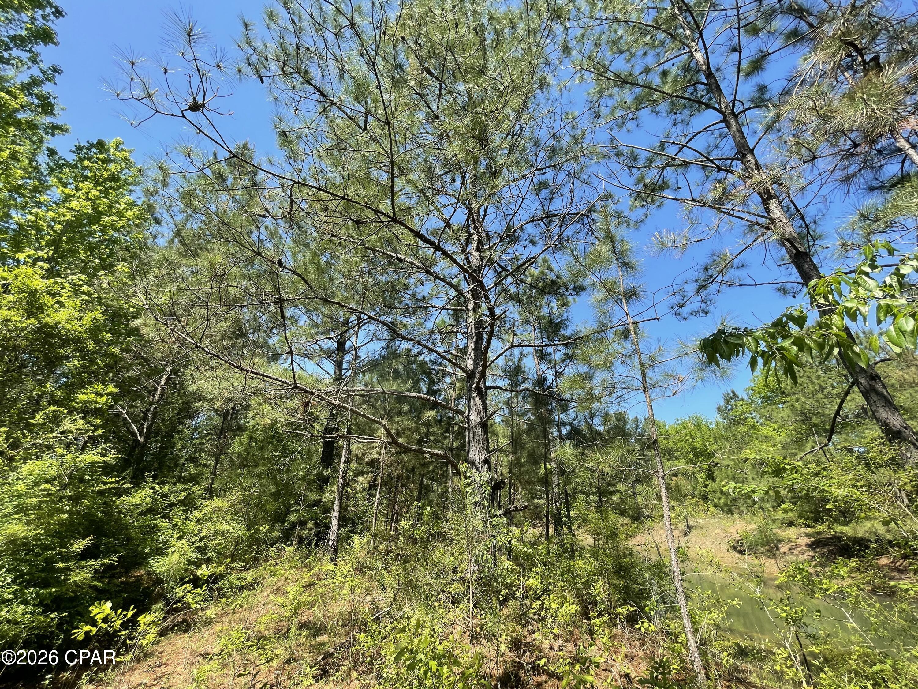 10 Peanut Road Graceville, FL 32440 - Photo 14 of 18