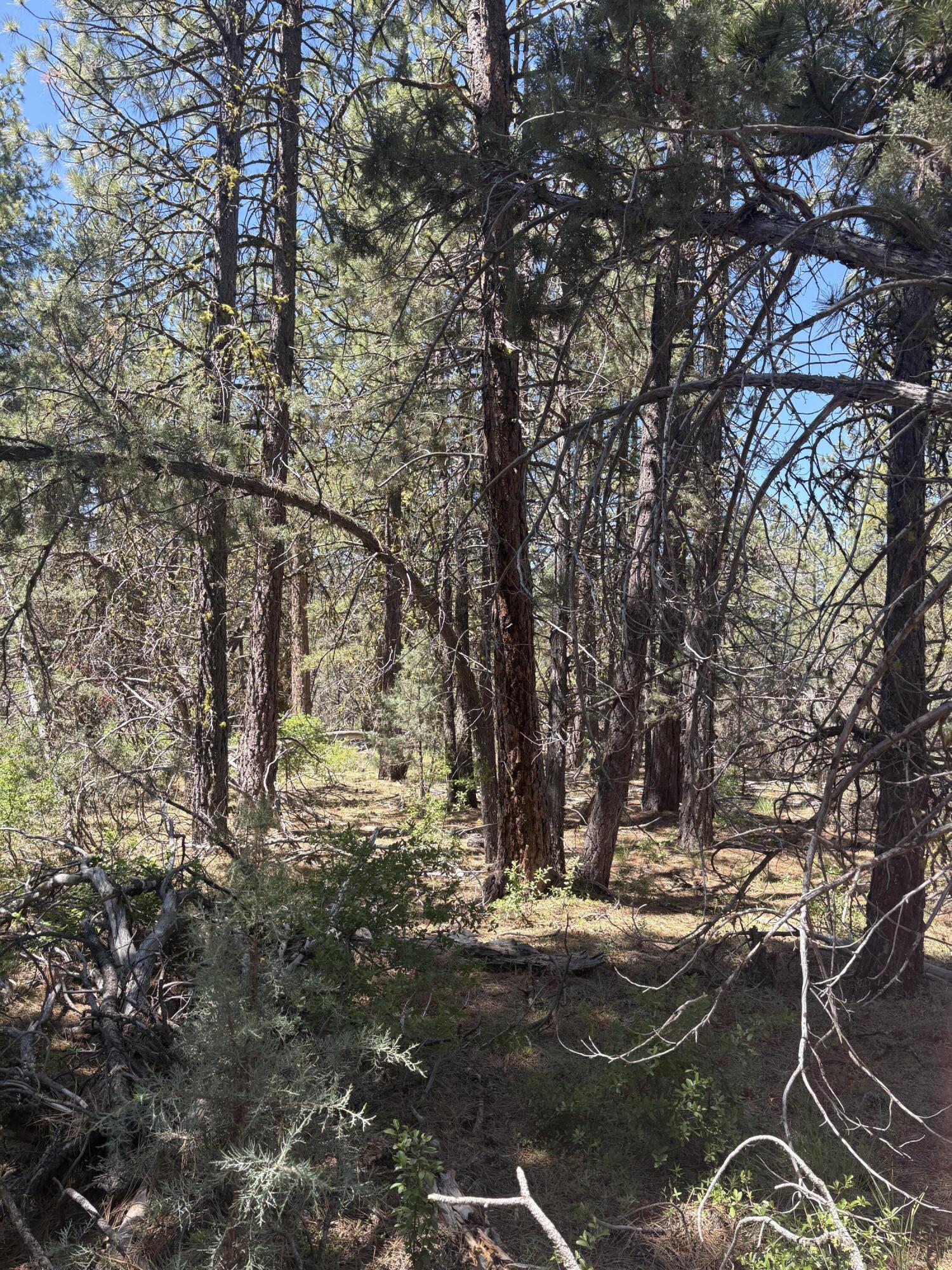 0 Chickadee Drive, Unit LOT 10 Bonanza, OR 97623 - Photo 2 of 3 a view of a tree with a yard