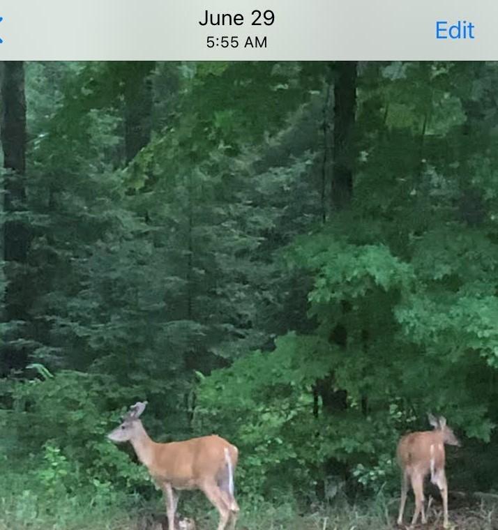 On Johnson Road, Unit 40 ACRES Crandon, WI 54520 - Photo 17 of 23 Gallery Image 17