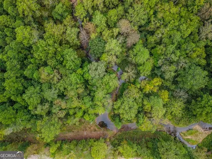a view of a forest with a tree
